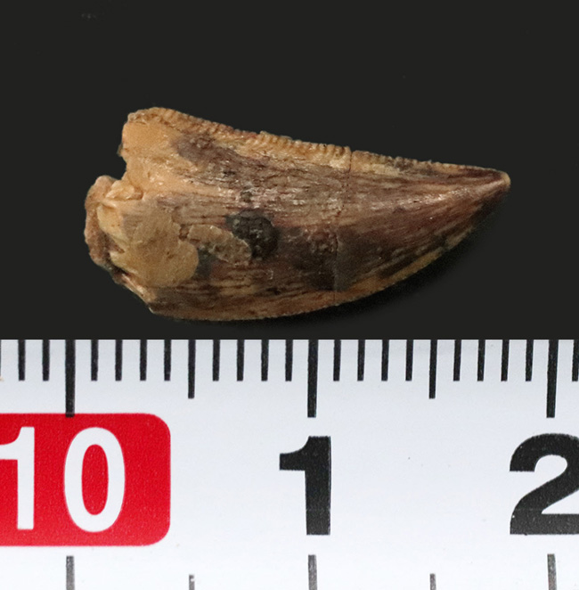 およそ１億年前の北アフリカに棲息していた、小型獣脚類、ラプトル（Raptor）の仲間の歯化石（その5）