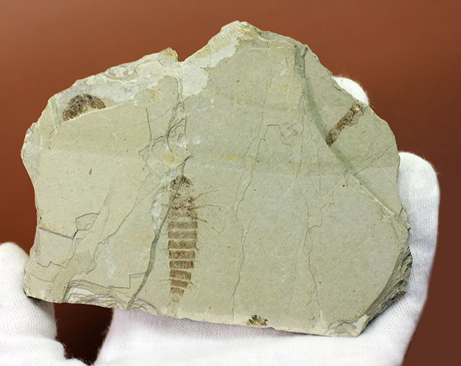 ４センチ近い、大きなカゲロウの幼虫（Ephemeropsis sp.）の化石（その7）