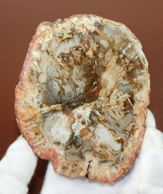 ブラウン、ピンクを含む美しいナンヨウスギが起源となったマダガスカル産珪化木。（その1）