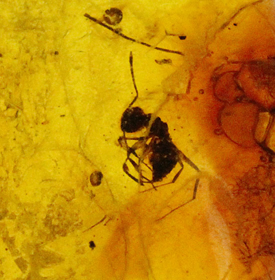 虫（アリ）入りバルト海産琥珀/新生代（6500万年前 -- 現在）【ot1065】