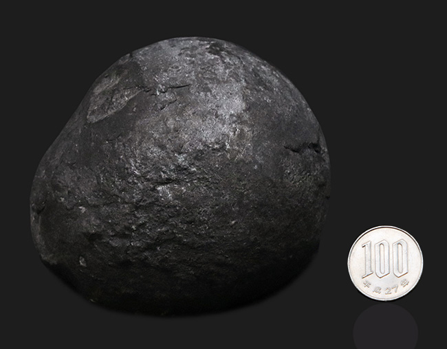 ビッグサイズ！岐阜県金生山のペルム紀の地層から採集されたベレロフォン（Bellerophon）の化石（その6）