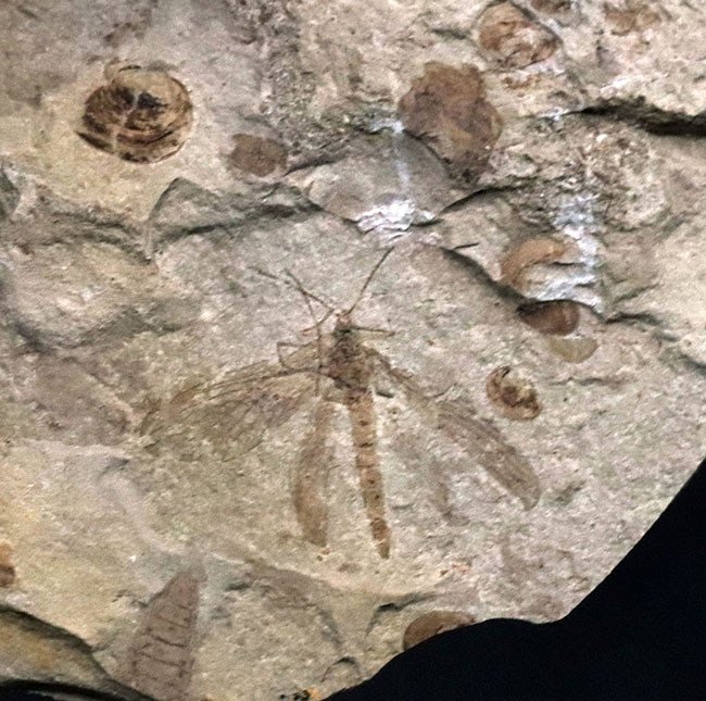 古代の虫が満載！中国北部地方のジュラ紀の虫が多数眠る群集化石（その3）