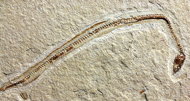 極めて希少、初期のウナギとエビが同居したプレート化石。白亜紀初期、レバノン産。（その11）