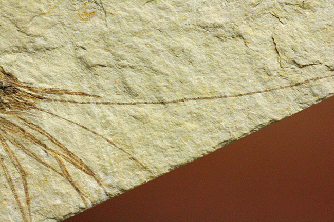 極めて希少、初期のウナギとエビが同居したプレート化石。白亜紀初期、レバノン産。（その6）