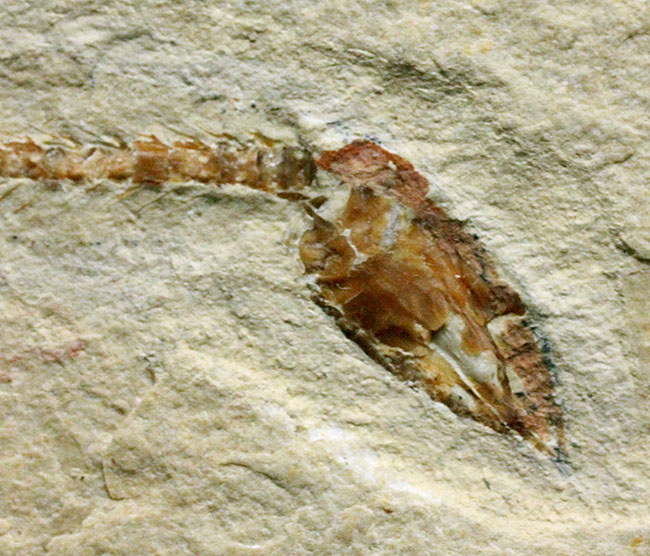 極めて希少、初期のウナギとエビが同居したプレート化石。白亜紀初期、レバノン産。（その7）