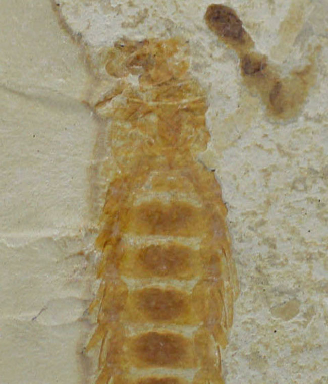 直線計測４６ミリの大きなカゲロウの幼虫（Ephemeropsis sp.）の化石（その2）