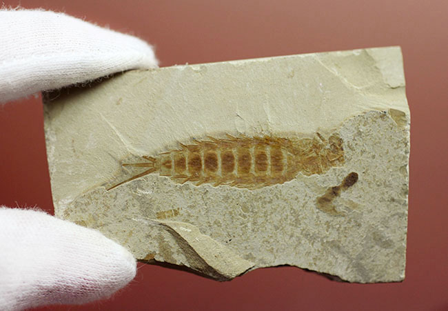 直線計測４６ミリの大きなカゲロウの幼虫（Ephemeropsis sp.）の化石（その4）