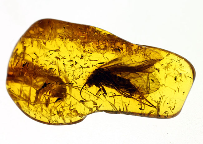 翅脈が鮮明！大きなトビケラが内包されたバルト海産の虫入り琥珀(Amber)。専用ケース付き。（その6）