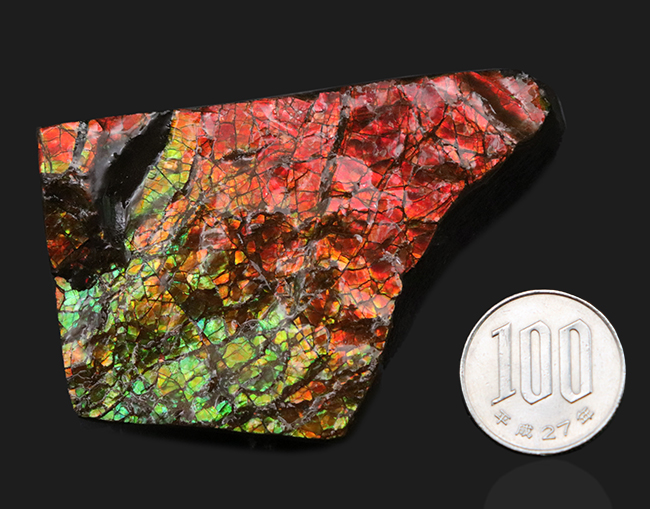 素晴らしい赤、緑、第第を呈する！両面が光る！カナダ・アルバータ州産アンモライト（Ammolite）のピース（その10）