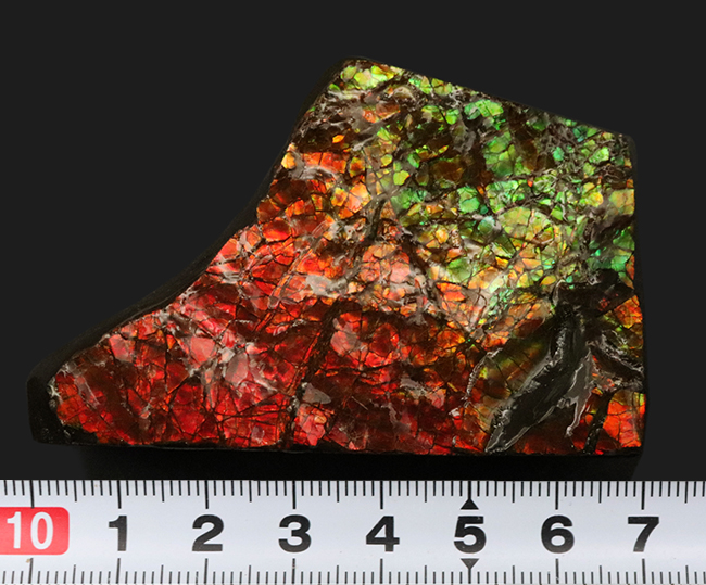 素晴らしい赤、緑、第第を呈する！両面が光る！カナダ・アルバータ州産アンモライト（Ammolite）のピース（その9）
