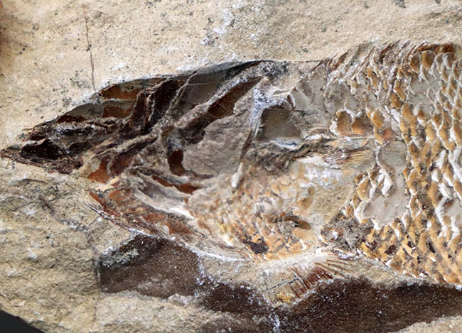 およそ１億年前の内海に棲息していた古代魚の化石。２枚揃ったノジュール化石（その5）