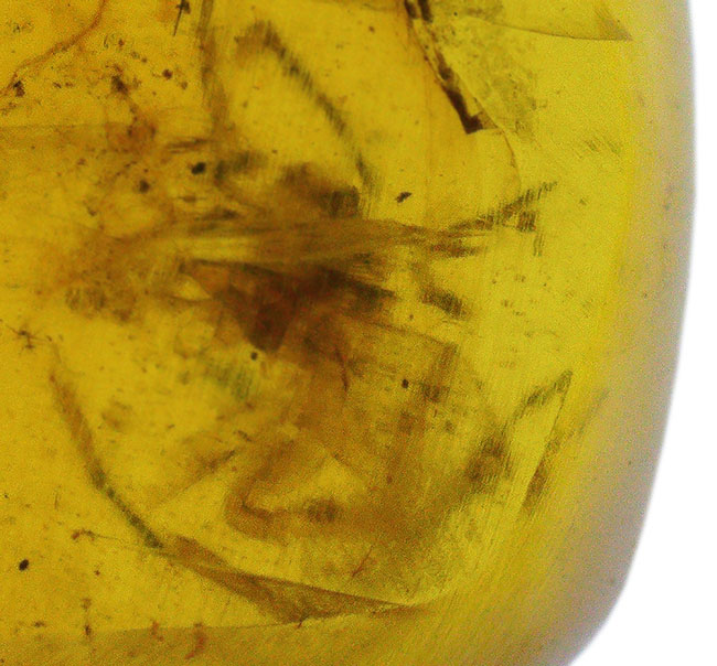 これは蜘蛛なのかどうか・・・。琥珀コレクター垂涎の品、約１億年前の恐竜時代の琥珀、バーマイト（Burmite）（その1）