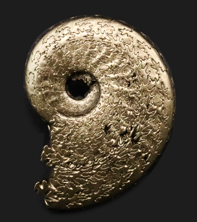芸術品のような縫合線にご注目ください！フランス・アヴェイロンで採集された黄鉄鉱化（パイライト）アンモナイト（Ammonite）（その1）