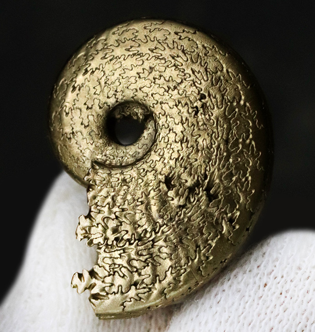 芸術品のような縫合線にご注目ください！フランス・アヴェイロンで採集された黄鉄鉱化（パイライト）アンモナイト（Ammonite）（その5）