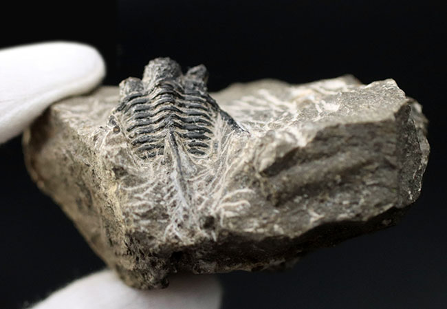 ３本の棘に、コブ頭で知られる古生代モロッコ産三葉虫、キファスピス（Cyphaspis）の化石（その7）