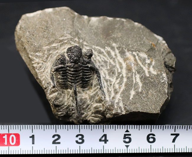 ３本の棘に、コブ頭で知られる古生代モロッコ産三葉虫、キファスピス（Cyphaspis）の化石（その9）