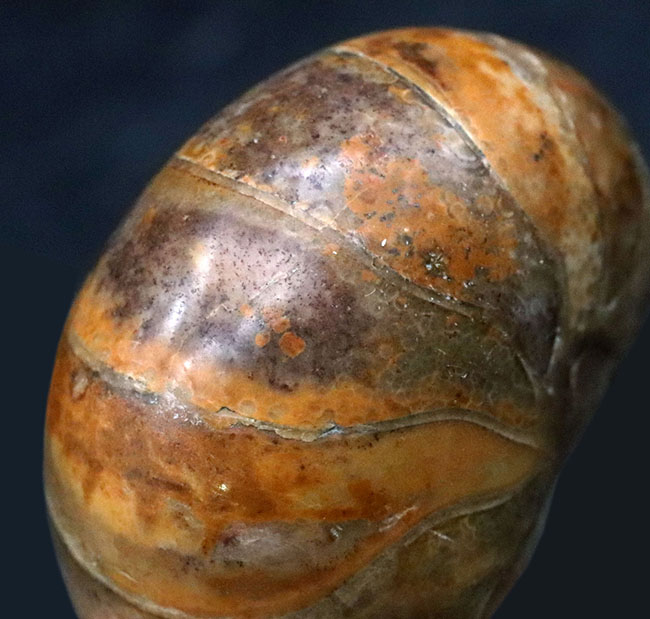コロコロとした丸みが愛らしい、マダガスカル産のオウムガイ（Nautilus）の化石（その1）
