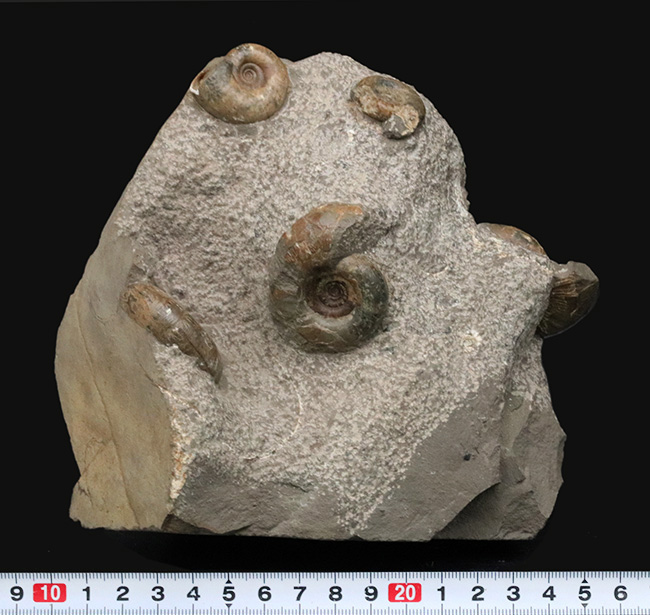 北海道苫前郡苫前町霧立で採集された白亜紀のアンモナイト（Ammonite）の群集標本（その8）