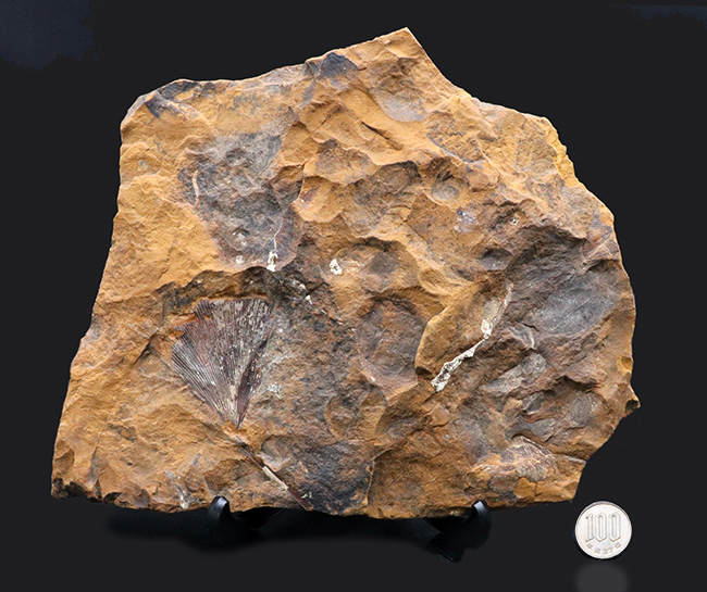 米国ノースダコタ州産、暁新世イチョウ葉（Ginkgo）化石の大判プレート標本（その9）