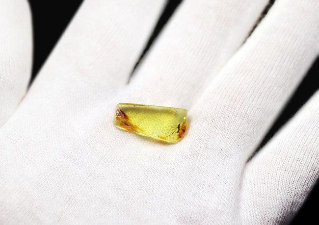 透明度の高い基質に浮かび上がるヒメガガンボ科の虫のシルエット！バルト海産虫入り琥珀（Amber）（その6）