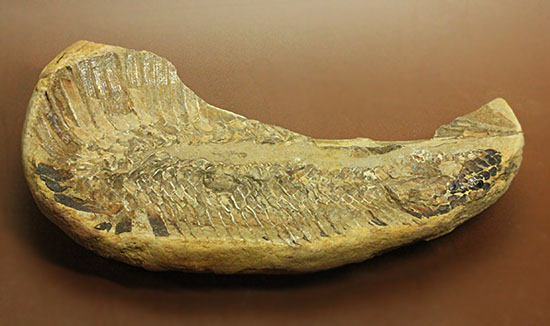 魚体をぐるりと折り曲げた白亜紀の魚化石。ブラジル産。/中生代白亜紀（1億3500万 -- 6500万年前）【ot1101】
