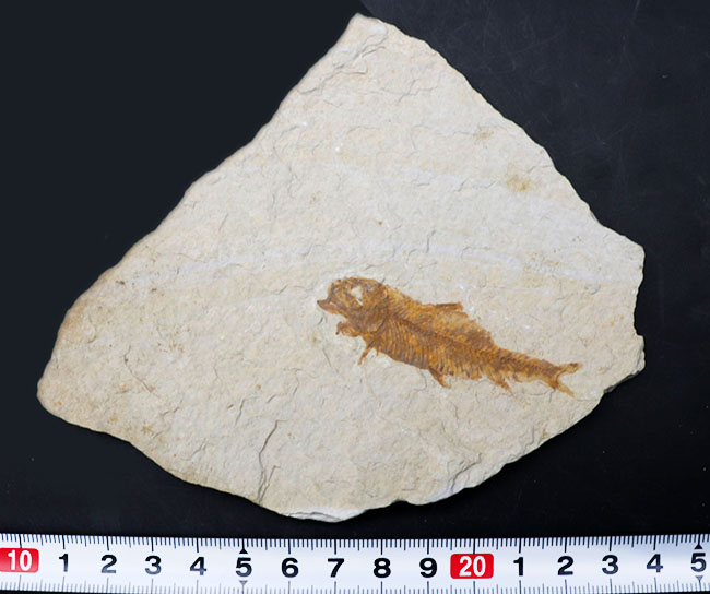 米国ワイオミング州を代表する絶滅古代魚、ナイティア（Knightia）の化石（その9）