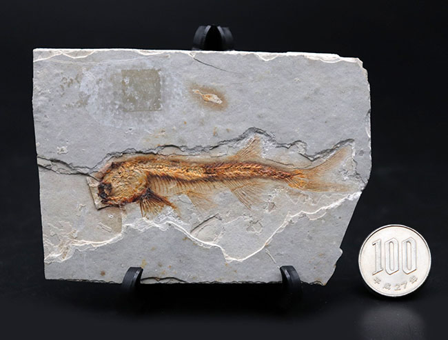 丸みを帯びた特徴的な頭部が保存された、古代の魚、リコプテラ（Lycoptera）の化石（その10）