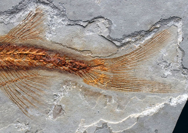 丸みを帯びた特徴的な頭部が保存された、古代の魚、リコプテラ（Lycoptera）の化石（その5）