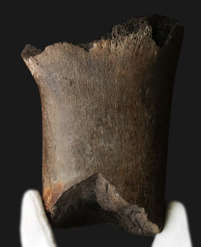 白亜紀後期の北米に棲息していた巨獣、エドモントサウルスの大腿骨の化石（その1）