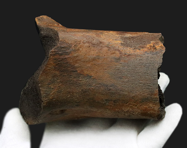 白亜紀後期の北米に棲息していた巨獣、エドモントサウルスの大腿骨の化石（その3）