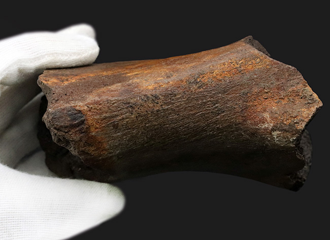 白亜紀後期の北米に棲息していた巨獣、エドモントサウルスの大腿骨の化石（その4）