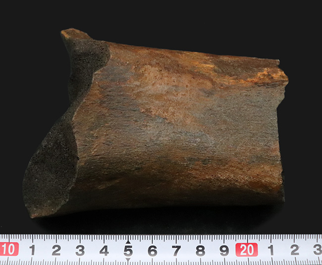 白亜紀後期の北米に棲息していた巨獣、エドモントサウルスの大腿骨の化石（その7）