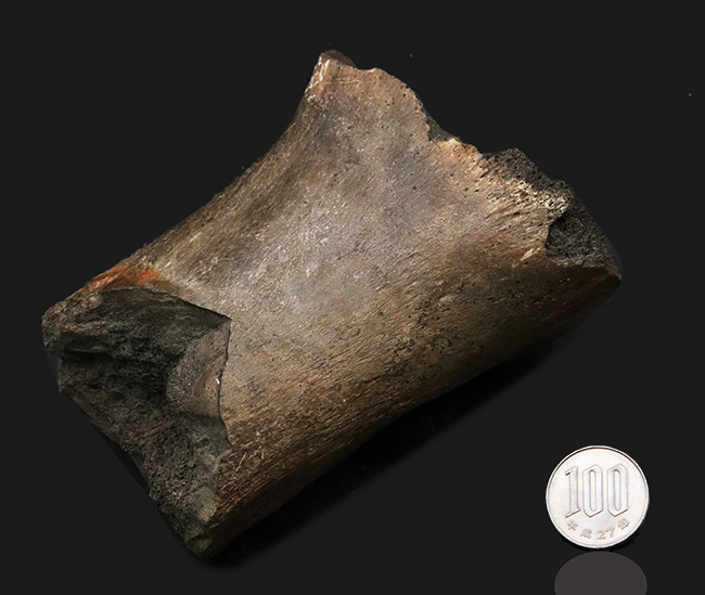 白亜紀後期の北米に棲息していた巨獣、エドモントサウルスの大腿骨の化石（その8）