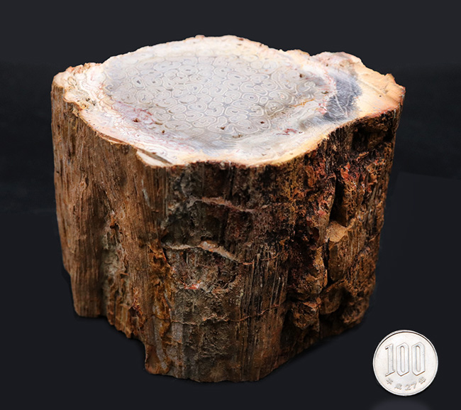茎に根が張り付いた巨大化した古生代の巨木、木生シダの珪化木（Petrified wood）（その10）