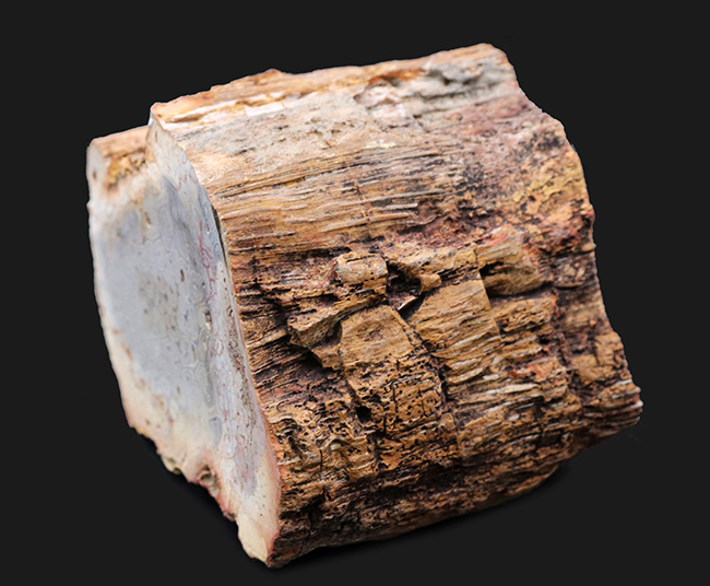 茎に根が張り付いた巨大化した古生代の巨木、木生シダの珪化木（Petrified wood）（その2）