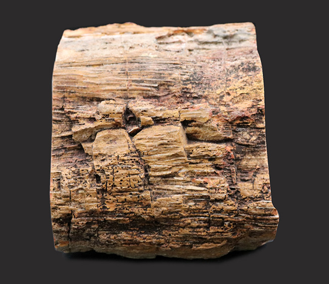 茎に根が張り付いた巨大化した古生代の巨木、木生シダの珪化木（Petrified wood）（その3）