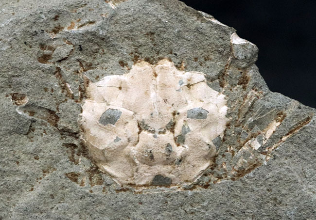 昭和４６年に採集！国産マニアックシリーズ！およそ１５００万年前の、埼玉県秩父の地層より発見されたのカニ化石（その1）