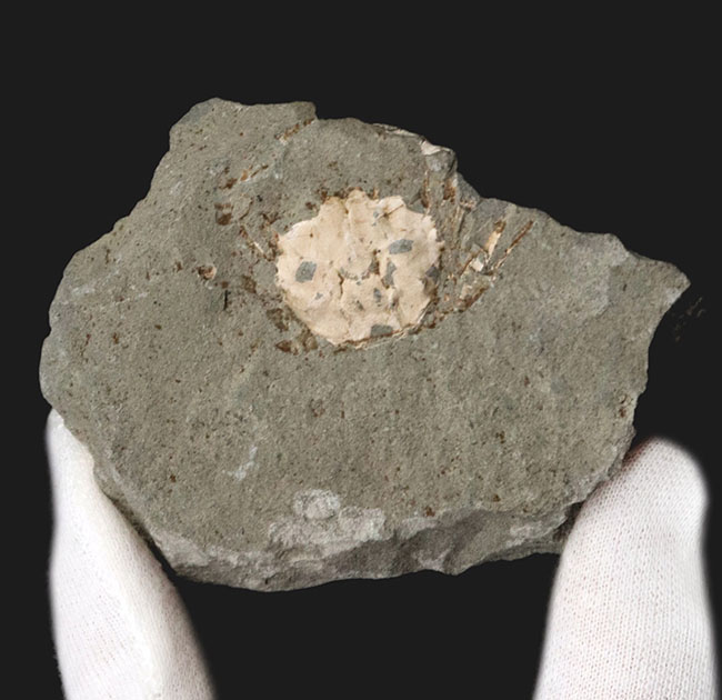 昭和４６年に採集！国産マニアックシリーズ！およそ１５００万年前の、埼玉県秩父の地層より発見されたのカニ化石（その2）