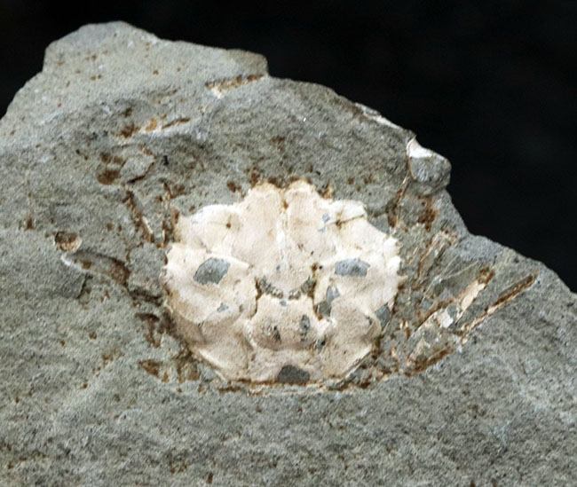 昭和４６年に採集！国産マニアックシリーズ！およそ１５００万年前の、埼玉県秩父の地層より発見されたのカニ化石（その3）