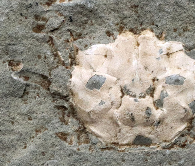 昭和４６年に採集！国産マニアックシリーズ！およそ１５００万年前の、埼玉県秩父の地層より発見されたのカニ化石（その4）