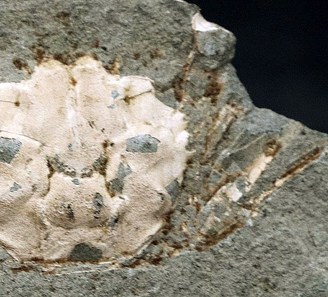 昭和４６年に採集！国産マニアックシリーズ！およそ１５００万年前の、埼玉県秩父の地層より発見されたのカニ化石（その5）