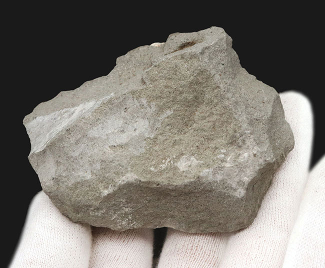 昭和４６年に採集！国産マニアックシリーズ！およそ１５００万年前の、埼玉県秩父の地層より発見されたのカニ化石（その6）