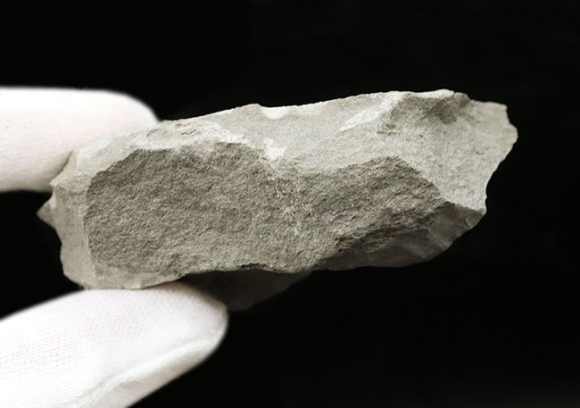 昭和４６年に採集！国産マニアックシリーズ！およそ１５００万年前の、埼玉県秩父の地層より発見されたのカニ化石（その7）