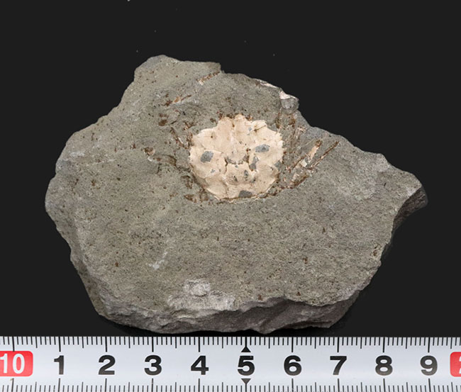 昭和４６年に採集！国産マニアックシリーズ！およそ１５００万年前の、埼玉県秩父の地層より発見されたのカニ化石（その8）