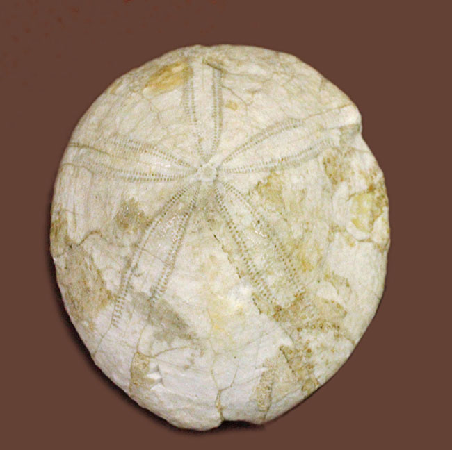 ウニはいつの時代も存在する。１５００万年前の白いウニの化石。珍しい二ジェール産。（その1）
