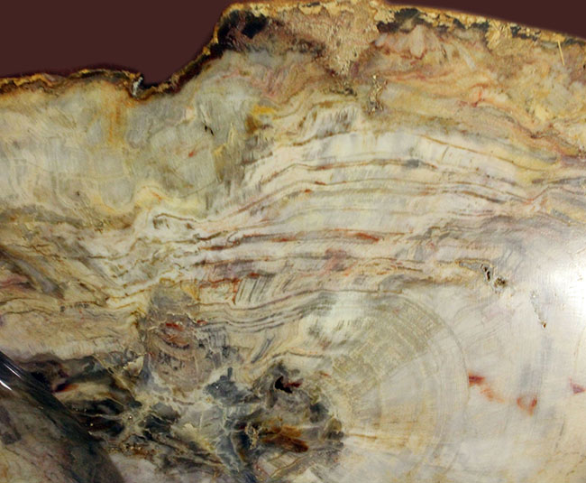 珪化木化石のファーストコレクションにいかが？３８００グラムオーバー！３０センチに届きそうな大きなブラジル産珪化木（petrified wood）（その3）