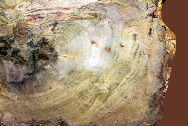 珪化木化石のファーストコレクションにいかが？３８００グラムオーバー！３０センチに届きそうな大きなブラジル産珪化木（petrified wood）（その4）