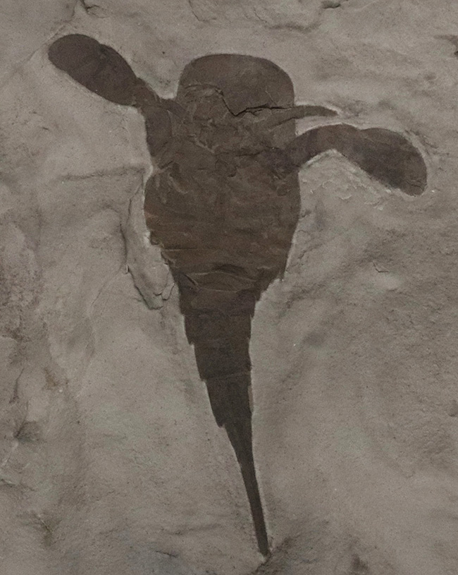 久々の登場、パーフェクト標本！米国ニューヨーク州産のウミサソリ、ユーリプテルス（Eurypterus）の化石（その1）