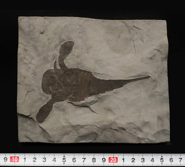 久々の登場、パーフェクト標本！米国ニューヨーク州産のウミサソリ、ユーリプテルス（Eurypterus）の化石（その11）
