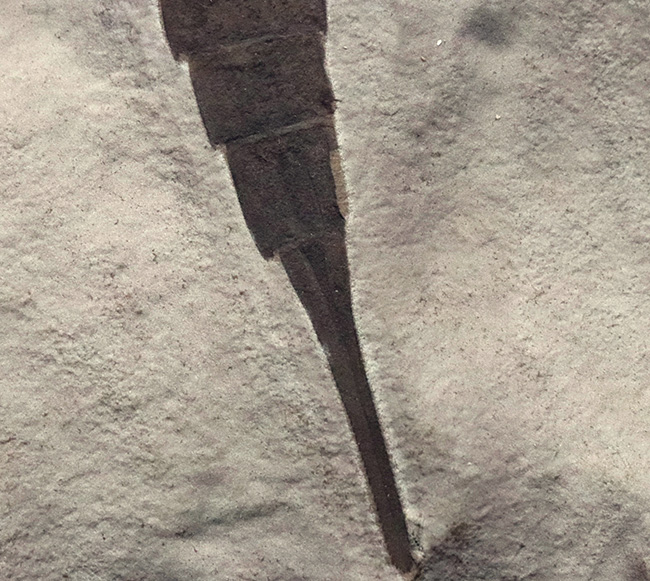 久々の登場、パーフェクト標本！米国ニューヨーク州産のウミサソリ、ユーリプテルス（Eurypterus）の化石（その7）